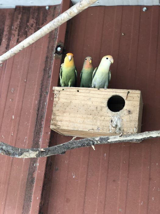 Casal agapornis mais crias