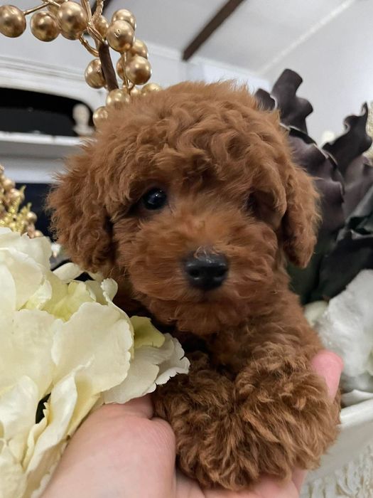 Малиш той пудель , якість . кудрявий