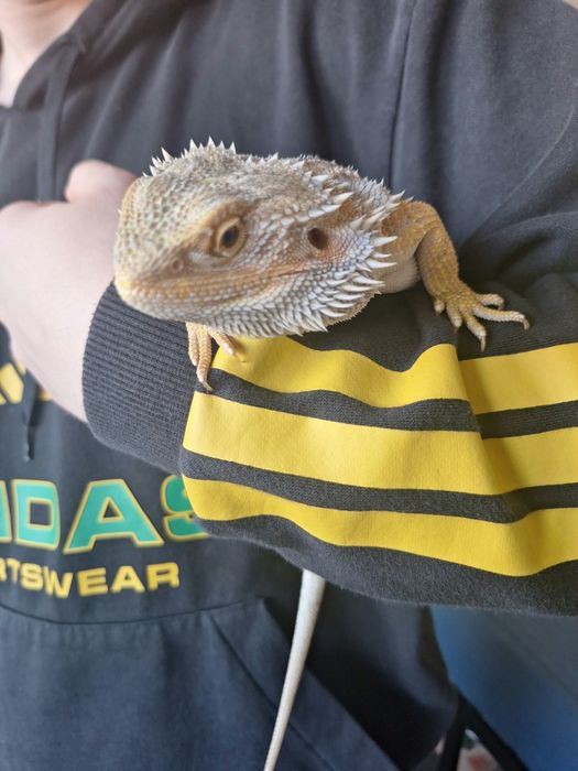 Agama brodata plus terarium