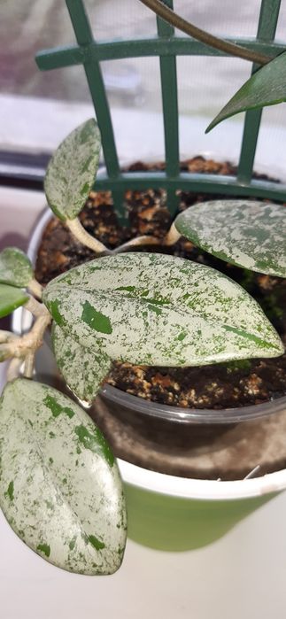 Цветы хойя  Вилбур грейвс, сингониум