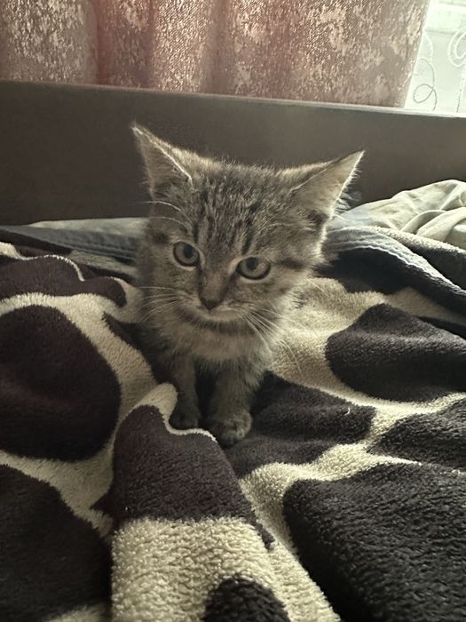 Продаю котиків в добрі руки