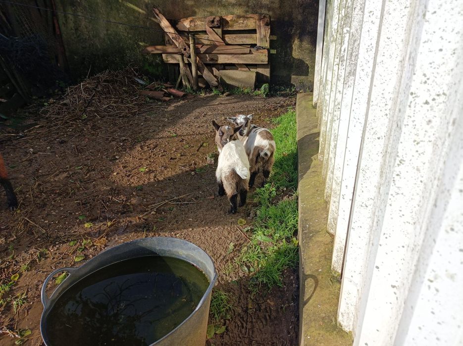 2 Cabritos para venda