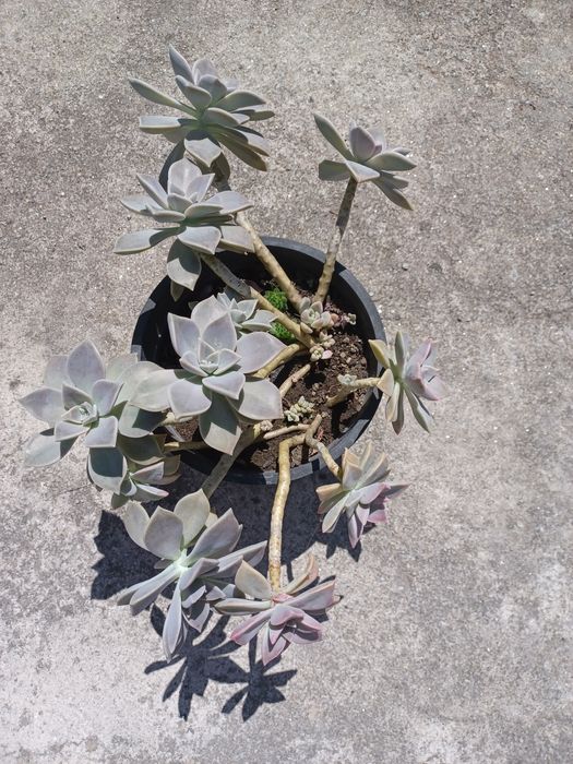 Vaso com várias suculentas