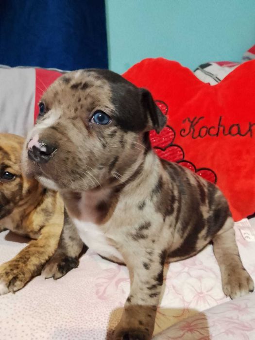Amstaff piesek merle