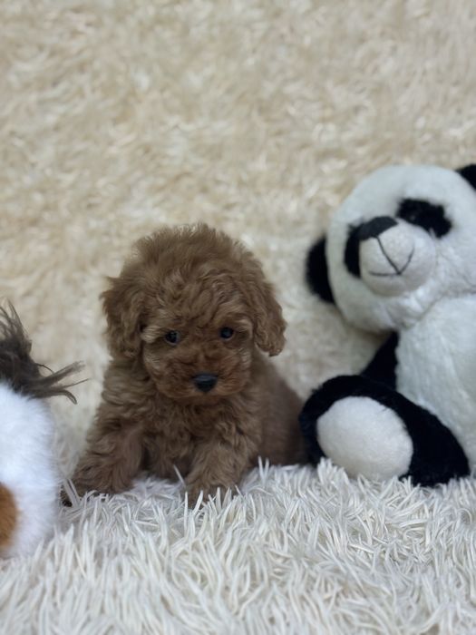 Чистокровные. Той Пудель