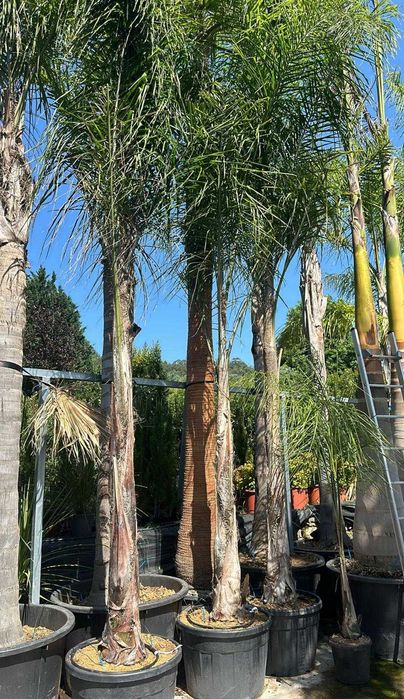 Coqueiros 300CM-350CM-400CM