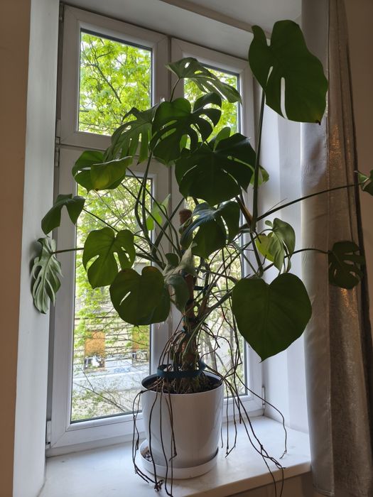 Monstera roślina 150 cm