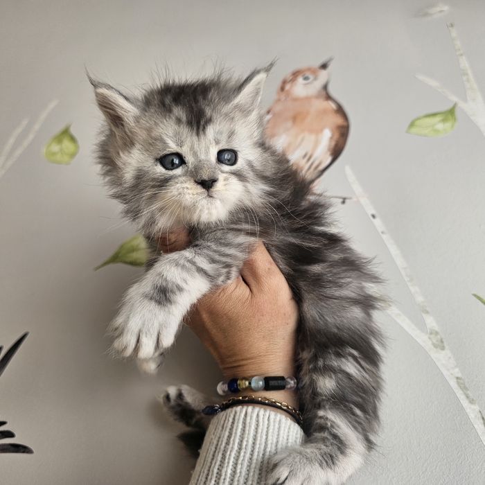 Kocurek  Maine coon rodowód fpl FIFe