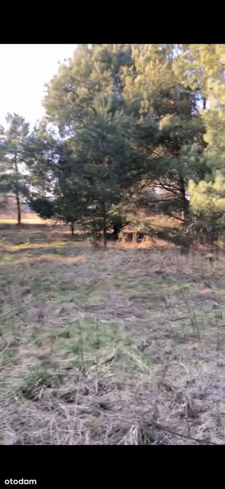 Twój dom wśród drzew – 1,125 ha z WZ przy Parku Krajobrazowym - Widok 4