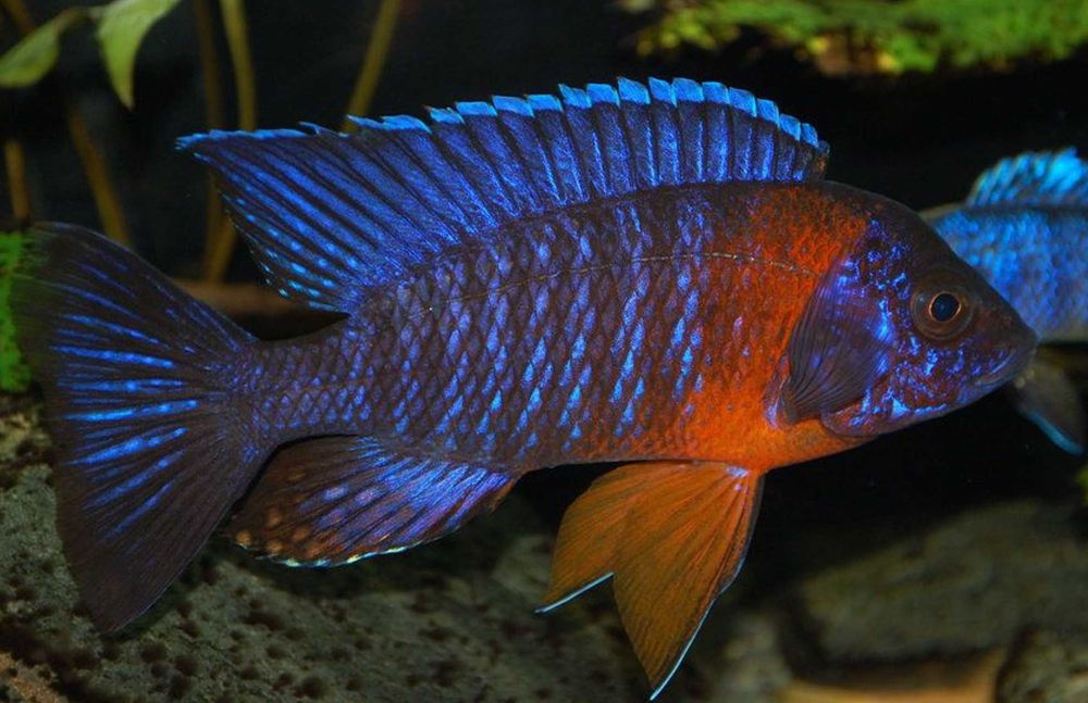 Aulonocara hansbaenschi RED FLUSH - SAMCE XXL - 10CM - wysyłka, dowóz