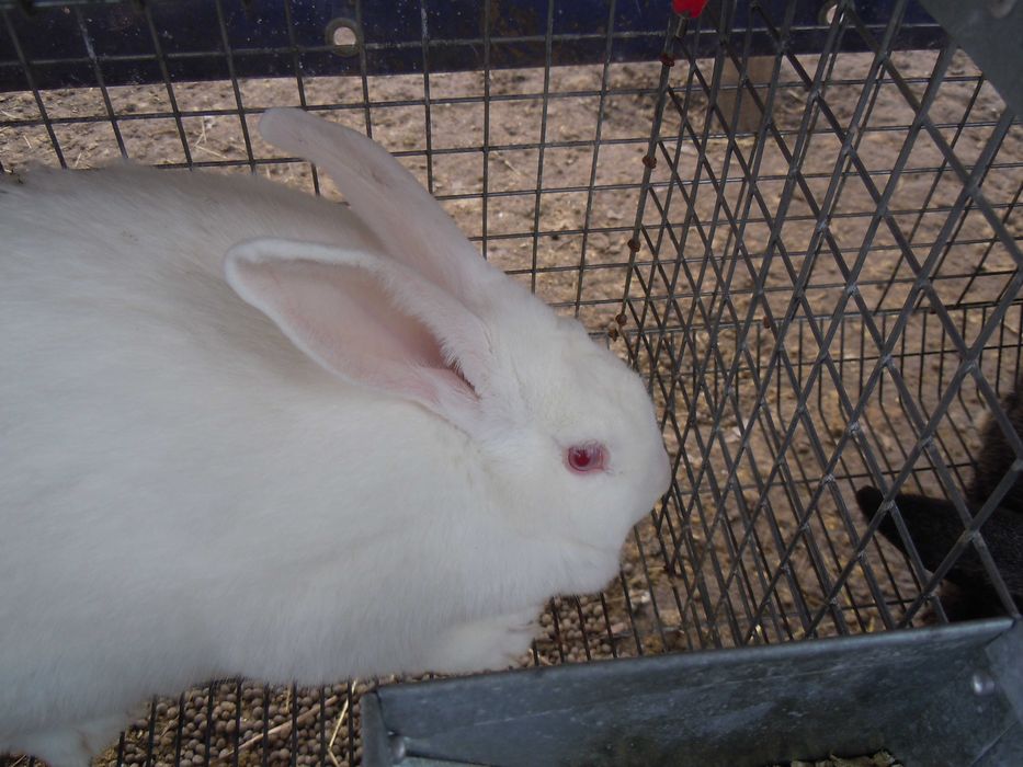 Кітні кролиці. Кролі порди - Термонська Біла .