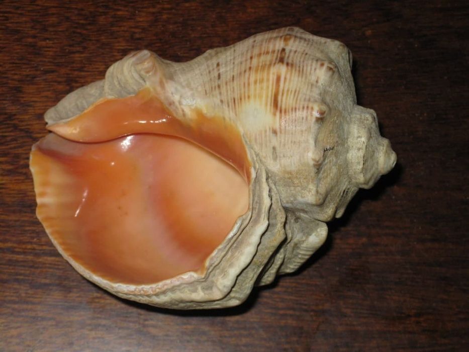 Раковины рапана для аквариума или как сувенир