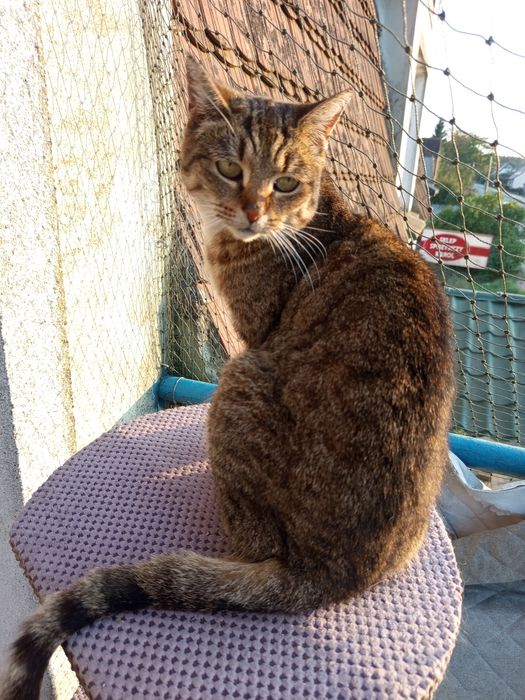 Bura Marysia szuka domu