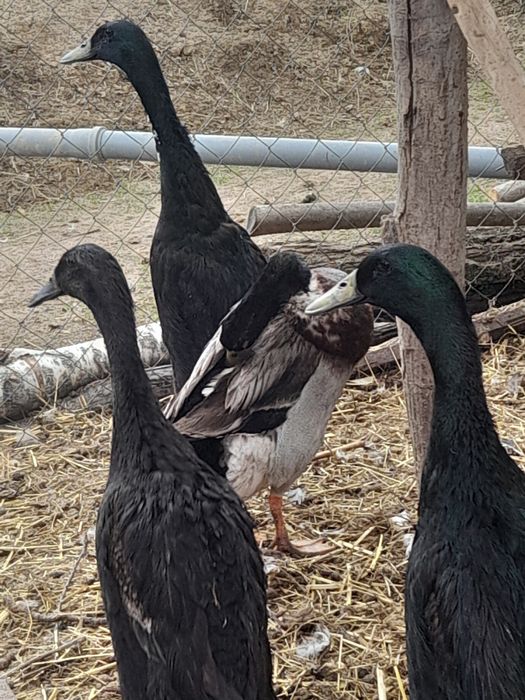 Яйця індійський бігун 30 гр.шт