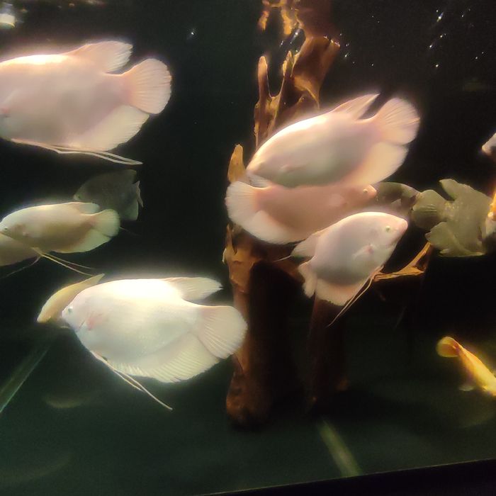 GURAMI Olbrzymie albino gold