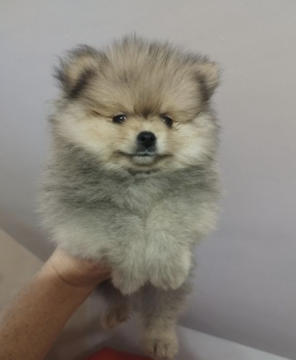 Pomeranian ZKwP  szpic miniaturowy