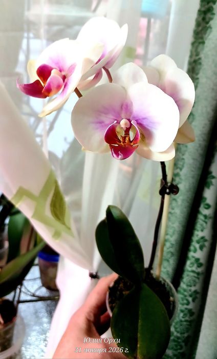 Продам свои домашние орхидеи. Адаптированы.