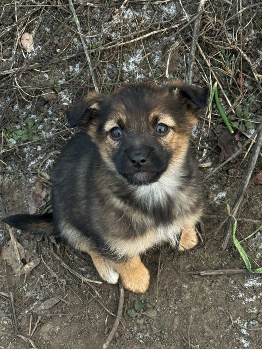 Маленькі собачки шукають велику любов!