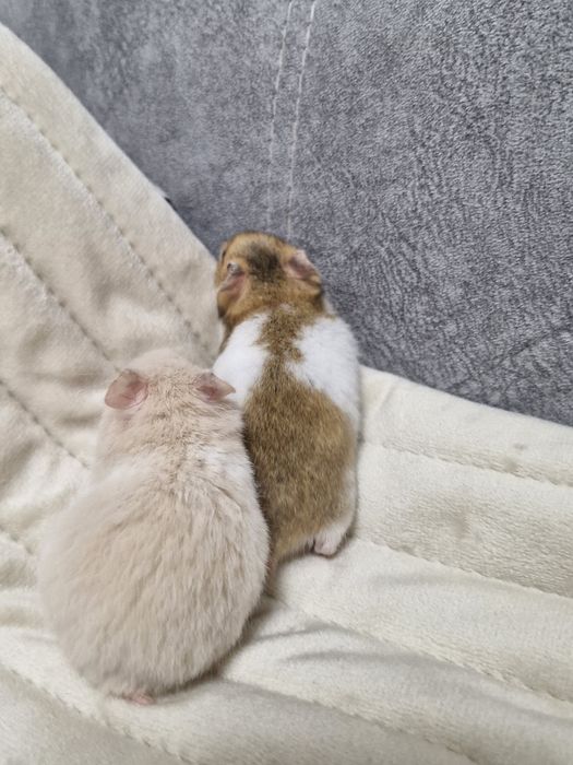 Маленькі хом'ячки