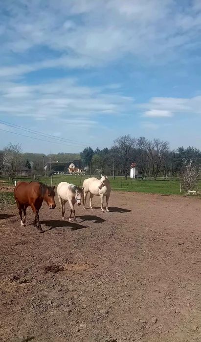 Wałach  rasy AQH 04.2018r