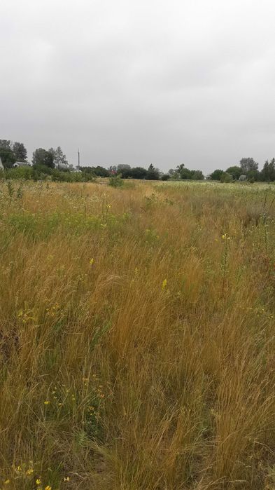 Продаж земельної ділянки в  с. Мошни, вулиця Горіхова