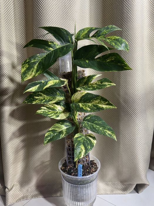 Epipremnum goldfinger