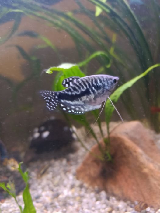 Rybki akwariowe gurami młode