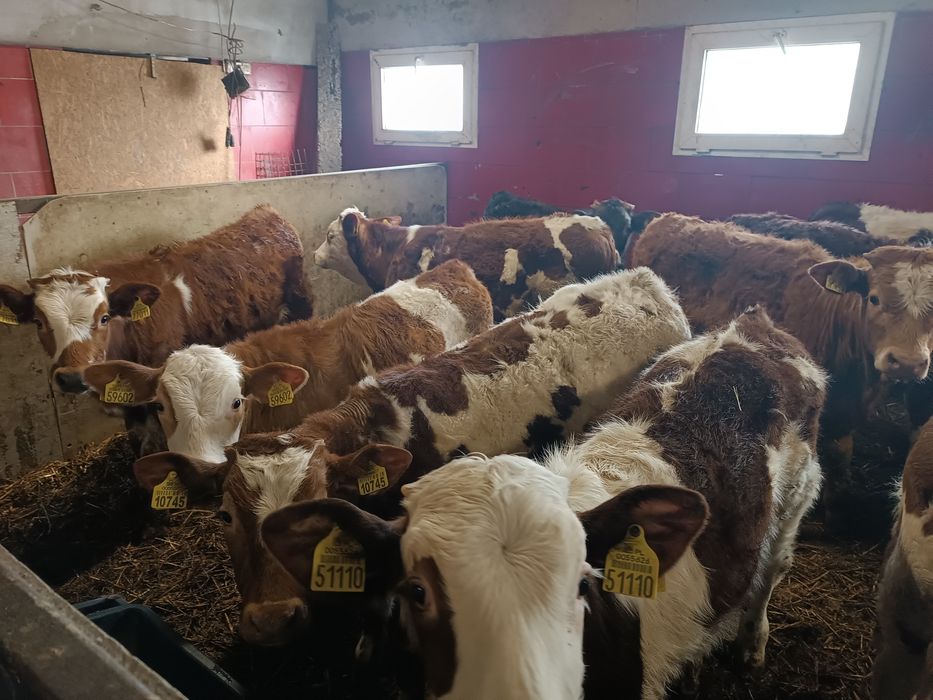 Byki opasy, samodzielne