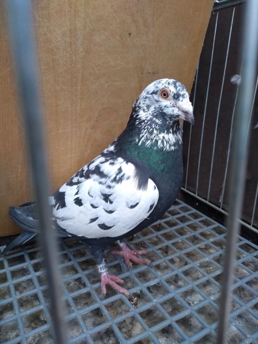 Gołębie pocztowe tygrysy