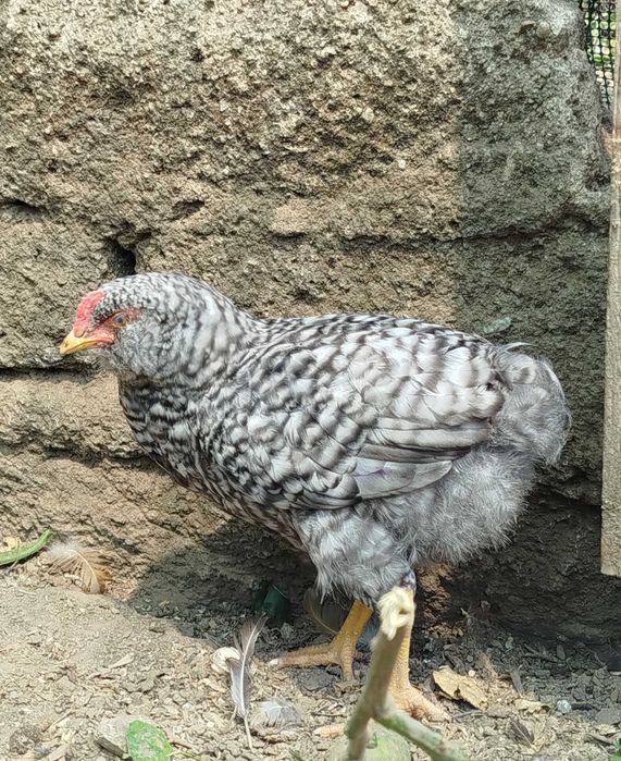 Três galos nascidos de ovos azuis