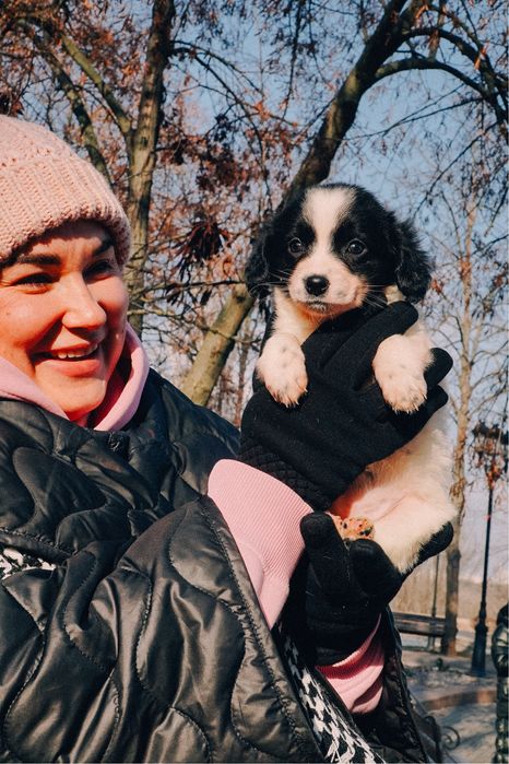 Щенки, цуцики, собака