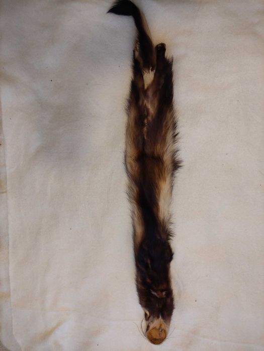 Skórki z tchórzofretek