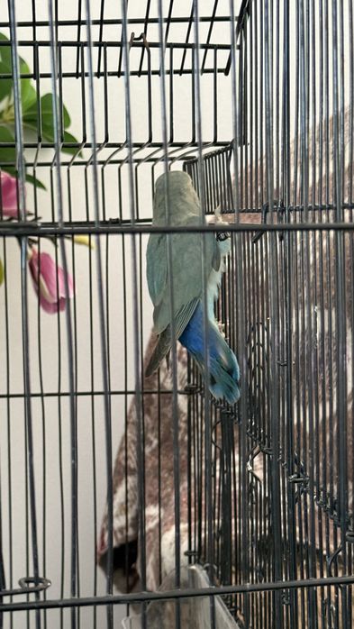 Agapornis  macho com gaiola