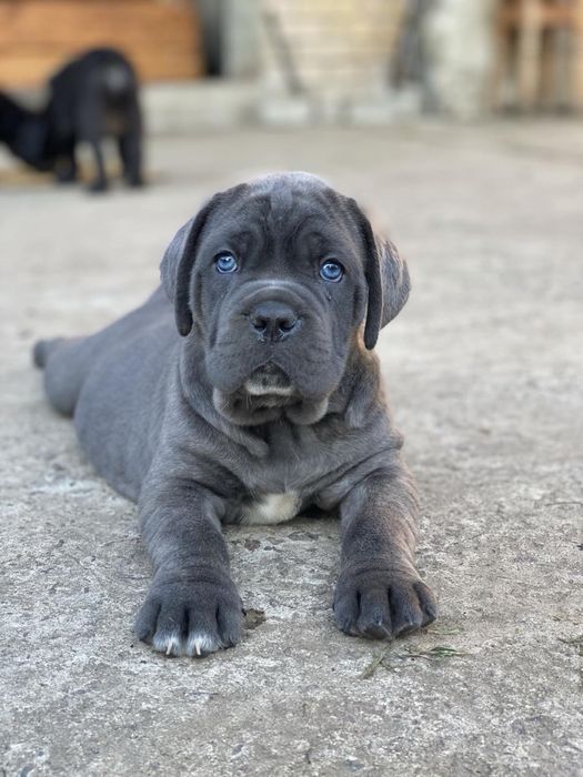 Не загуби свій шанс ~придбати одного знайкращих щенят Cane corso