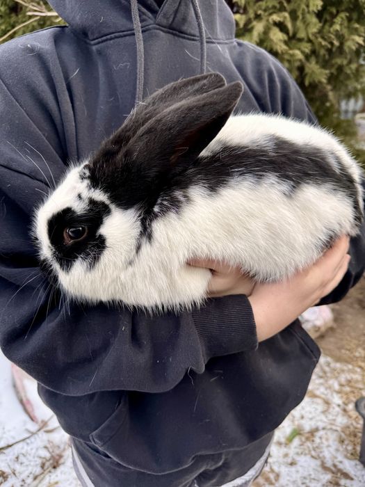 Królik srokacz duże mieszańce