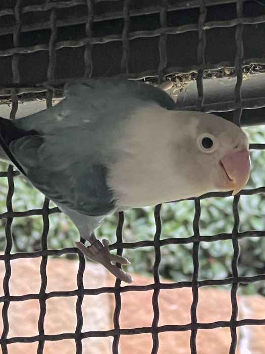 Casal de agaponis fischeri