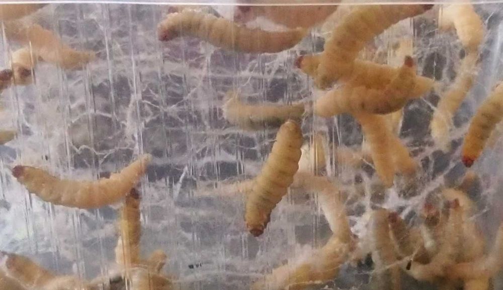 Owady karmowe, mole woskowe, 250 sztuk, wysyłka gratis