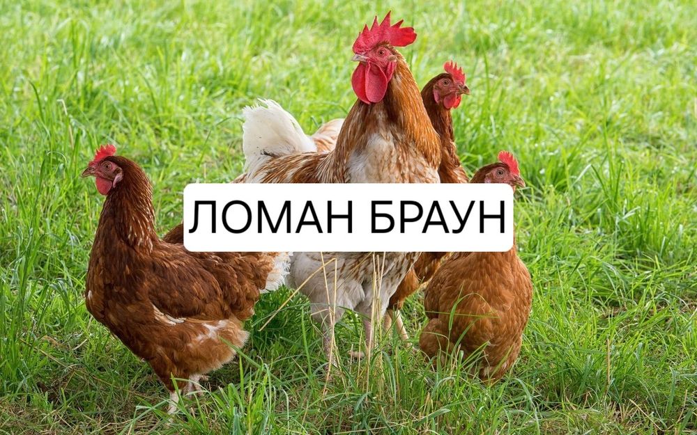 Реалізуємо інкубаційні яйца Ломан браун