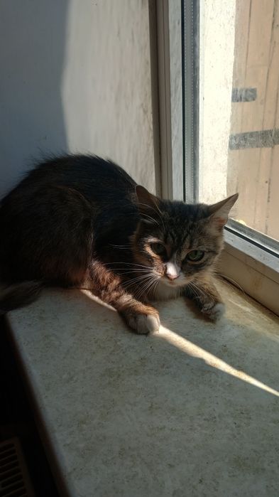 Кіт, котик безкоштовно