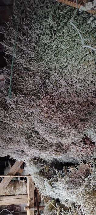 Zatrwian tatarski tegoroczny cena okazyjna