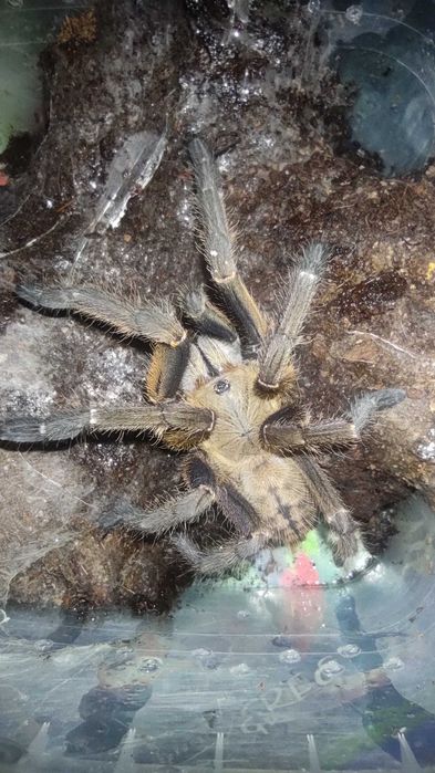 Ornithoctoninae sp. Nhen Dep l1 - ptasznik