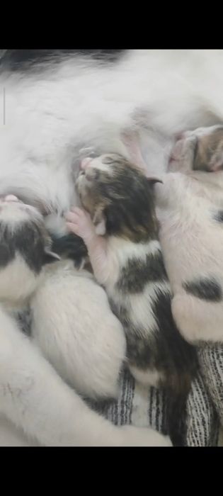 Gatos para adoção