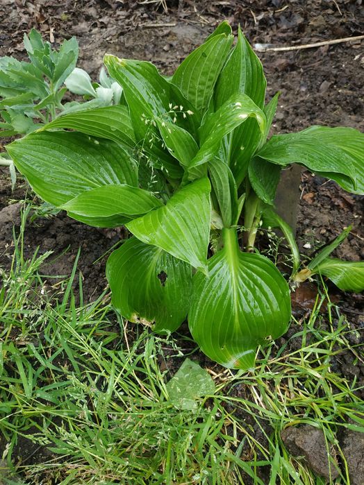 Квіти Седум (Очиток) кущ Бересклет