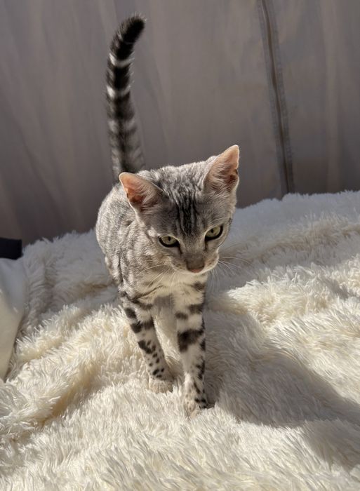Piekny kielo cud . Legalna hodowla, kocurek bengalski Silver