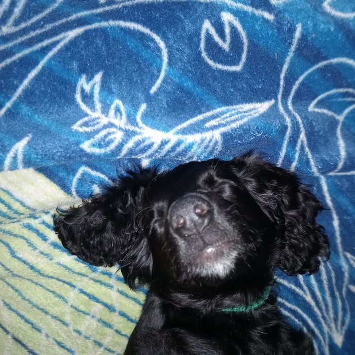 Англійський кокер спанієль,запрошує дам на побачення!