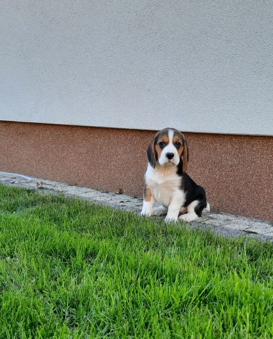Beagle szczeniak