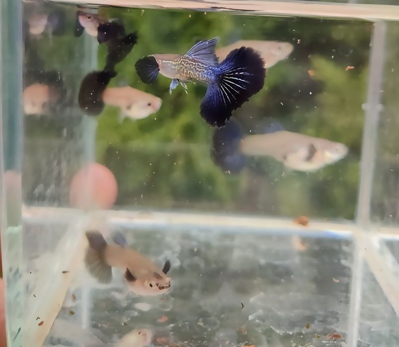 Ryby akwariowe gupiki blue dragon snakeskin halfmoon dumbo