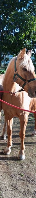 Vendo cavalo Palomino 9 anos