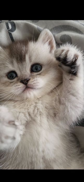 Шикарна  дівчинка