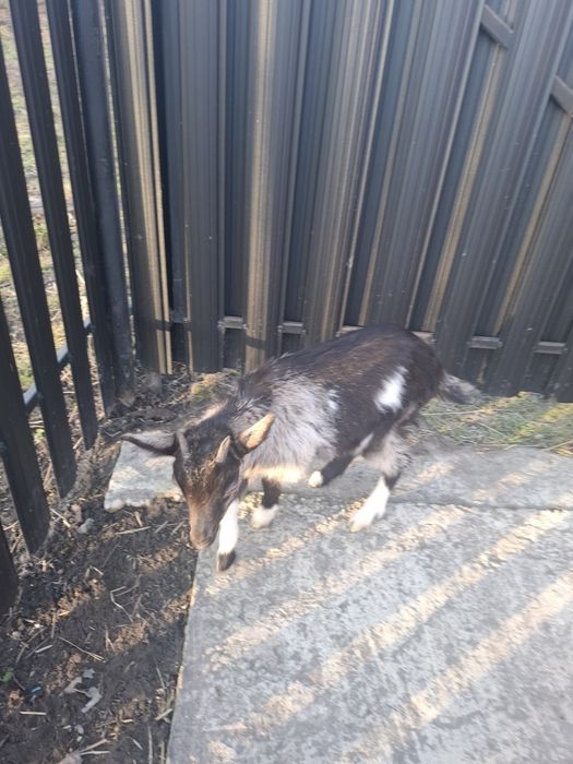 Козеня від хорошої кози